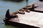 Sea Lions resting on pier 39 in San Fransisco, CA.