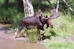 The Moose The moose is the largest member of the deer family and the largest mammal in North America. It stands six feet tall from shoulders to feet. Females weigh between 800 to 1,300 pounds and males weigh 1,200 to 1,600 pounds. The moose has long, thick, light brown to dark brown fur. Moose hair is hollow, which helps keep the moose warm. The moose has long legs. Its front legs are longer than its rear legs. This helps it jump over fallen trees and other forest debris. It has a long head with a large nose and upper lip and a dewlap hanging on its throat. It has small ears, large nostrils on its muzzle and a small tail. It has powerful shoulder muscles that give it a humpbacked appearance. The male or bull moose has huge broad and flat antlers that can stretch 4 to 5 feet across. Antlers start to grow in the early summer. When antlers first start to grow, they are covered with a soft fuzzy skin called velvet. The velvet has blood vessels in it that deliver nutrients that help the antlers grow. By late summer when the antlers reach full size, the blood supply dries up and the velvet starts to drop off. In Europe the moose is known as the elk.