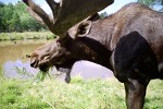 The Moose The moose is the largest member of the deer family and the largest mammal in North America. It stands six feet tall from shoulders to feet. Females weigh between 800 to 1,300 pounds and males weigh 1,200 to 1,600 pounds. The moose has long, thick, light brown to dark brown fur. Moose hair is hollow, which helps keep the moose warm. The moose has long legs. Its front legs are longer than its rear legs. This helps it jump over fallen trees and other forest debris. It has a long head with a large nose and upper lip and a dewlap hanging on its throat. It has small ears, large nostrils on its muzzle and a small tail. It has powerful shoulder muscles that give it a humpbacked appearance. The male or bull moose has huge broad and flat antlers that can stretch 4 to 5 feet across. Antlers start to grow in the early summer. When antlers first start to grow, they are covered with a soft fuzzy skin called velvet. The velvet has blood vessels in it that deliver nutrients that help the antlers grow. By late summer when the antlers reach full size, the blood supply dries up and the velvet starts to drop off. In Europe the moose is known as the elk.