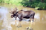 The Moose The moose is the largest member of the deer family and the largest mammal in North America. It stands six feet tall from shoulders to feet. Females weigh between 800 to 1,300 pounds and males weigh 1,200 to 1,600 pounds. The moose has long, thick, light brown to dark brown fur. Moose hair is hollow, which helps keep the moose warm. The moose has long legs. Its front legs are longer than its rear legs. This helps it jump over fallen trees and other forest debris. It has a long head with a large nose and upper lip and a dewlap hanging on its throat. It has small ears, large nostrils on its muzzle and a small tail. It has powerful shoulder muscles that give it a humpbacked appearance. The male or bull moose has huge broad and flat antlers that can stretch 4 to 5 feet across. Antlers start to grow in the early summer. When antlers first start to grow, they are covered with a soft fuzzy skin called velvet. The velvet has blood vessels in it that deliver nutrients that help the antlers grow. By late summer when the antlers reach full size, the blood supply dries up and the velvet starts to drop off. In Europe the moose is known as the elk.