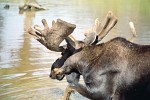 The Moose The moose is the largest member of the deer family and the largest mammal in North America. It stands six feet tall from shoulders to feet. Females weigh between 800 to 1,300 pounds and males weigh 1,200 to 1,600 pounds. The moose has long, thick, light brown to dark brown fur. Moose hair is hollow, which helps keep the moose warm. The moose has long legs. Its front legs are longer than its rear legs. This helps it jump over fallen trees and other forest debris. It has a long head with a large nose and upper lip and a dewlap hanging on its throat. It has small ears, large nostrils on its muzzle and a small tail. It has powerful shoulder muscles that give it a humpbacked appearance. The male or bull moose has huge broad and flat antlers that can stretch 4 to 5 feet across. Antlers start to grow in the early summer. When antlers first start to grow, they are covered with a soft fuzzy skin called velvet. The velvet has blood vessels in it that deliver nutrients that help the antlers grow. By late summer when the antlers reach full size, the blood supply dries up and the velvet starts to drop off. In Europe the moose is known as the elk.