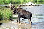 The Moose The moose is the largest member of the deer family and the largest mammal in North America. It stands six feet tall from shoulders to feet. Females weigh between 800 to 1,300 pounds and males weigh 1,200 to 1,600 pounds. The moose has long, thick, light brown to dark brown fur. Moose hair is hollow, which helps keep the moose warm. The moose has long legs. Its front legs are longer than its rear legs. This helps it jump over fallen trees and other forest debris. It has a long head with a large nose and upper lip and a dewlap hanging on its throat. It has small ears, large nostrils on its muzzle and a small tail. It has powerful shoulder muscles that give it a humpbacked appearance. The male or bull moose has huge broad and flat antlers that can stretch 4 to 5 feet across. Antlers start to grow in the early summer. When antlers first start to grow, they are covered with a soft fuzzy skin called velvet. The velvet has blood vessels in it that deliver nutrients that help the antlers grow. By late summer when the antlers reach full size, the blood supply dries up and the velvet starts to drop off. In Europe the moose is known as the elk.