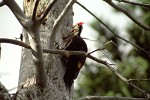 Pileated Woodpecker - Nova Scotia, Canada.