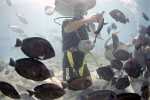 Diving in the SeaQuarium on Curaçao, Dutch Antilles.