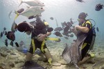 Diving in the SeaQuarium on Curaçao, Dutch Antilles.