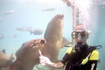 Diving in the SeaQuarium on Curaçao, Dutch Antilles.