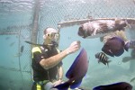 Diving in the SeaQuarium on Curaçao, Dutch Antilles.