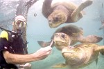 Diving in the SeaQuarium on Curaçao, Dutch Antilles.