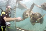 Diving in the SeaQuarium on Curaçao, Dutch Antilles.