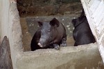 Cleaning the pigs in trinidad, Cuba.