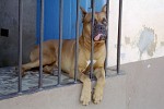 Lazy dog in Trinidad, Cuba.