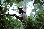 Indri in Analamazaotra Reserve, Madagascar.