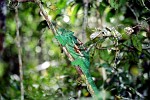 Chameleon in Analamazaotra Reserve, Madagascar.