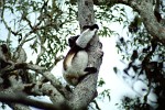 Indri in Analamazaotra Reserve, Madagascar.