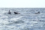 Humpback Whales near Île Sainte Marie, Madagascar.