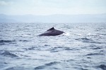 Humpback Whale near Île Sainte Marie, Madagascar.