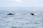 Humpback Whales near Île Sainte Marie, Madagascar.