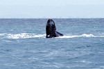 Humpback Whale near Île Sainte Marie, Madagascar.