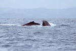 Humpback Whales near Île Sainte Marie, Madagascar.