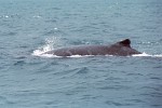 Humpback Whale near Île Sainte Marie, Madagascar.