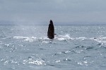 Humpback Whales near Île Sainte Marie, Madagascar.