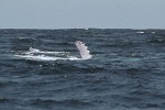 Humpback Whale near Île Sainte Marie, Madagascar.