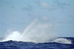 Humpback Whale near Île Sainte Marie, Madagascar.