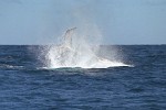 Humpback Whale near Île Sainte Marie, Madagascar.