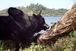 Zebu on Île Sainte Marie, Madagascar.