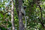 Parc National des Tsingy (Grands Tsingy), Madagascar.