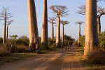 Avenue du Baobab - Morondava, Madagascar.