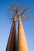 Avenue du Baobab - Morondava, Madagascar.