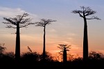 Avenue du Baobab - Morondava, Madagascar.