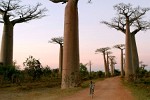 Avenue du Baobab - Morondava, Madagascar.