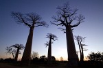 Avenue du Baobab - Morondava, Madagascar.