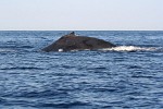 Humpback Whale off the coast of Ifaty, Madagascar.