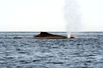 Humpback Whales off the coast of Ifaty, Madagascar.