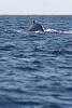 Humpback Whale off the coast of Ifaty, Madagascar.