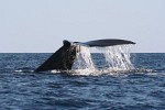 Humpback Whale off the coast of Ifaty, Madagascar.