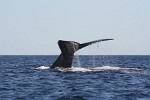 Humpback Whale off the coast of Ifaty, Madagascar.