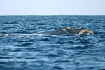 Humpback Whale off the coast of Ifaty, Madagascar.