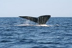 Humpback Whale off the coast of Ifaty, Madagascar.