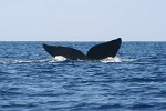 Humpback Whale off the coast of Ifaty, Madagascar.