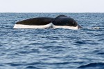 Humpback Whale off the coast of Ifaty, Madagascar.