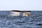 Humpback Whale off the coast of Ifaty, Madagascar.