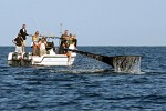 Humpback Whale off the coast of Ifaty, Madagascar.