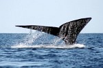 Humpback Whale off the coast of Ifaty, Madagascar.