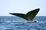 Humpback Whale off the coast of Ifaty, Madagascar.