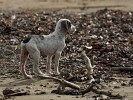 Lonely puppy on Peninsula de Osa's deserted beach. : Animals, Costa Rica