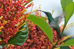 Rufous-tailed hummingbird on Península de Osa, Costa Rica. : Animals, Costa Rica